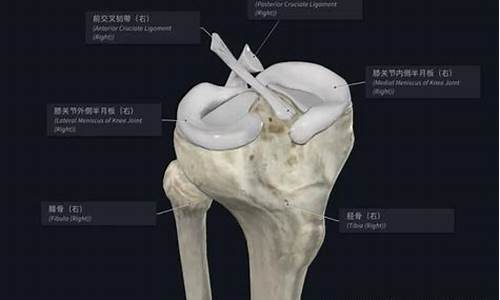 罗伊没有半月板_罗伊为什么摘半月板