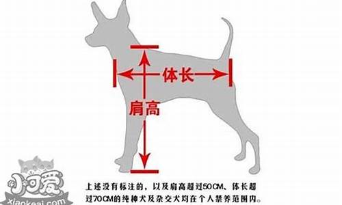 泰迪按体型体重分类_泰迪体型分类标准